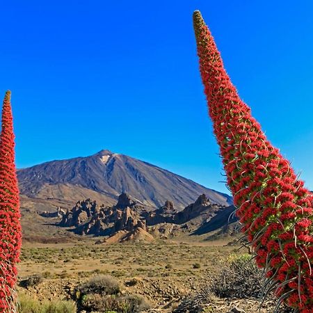 شقة سانتا كروز دي تينيريف  في Apto Drago Holidays المظهر الخارجي الصورة