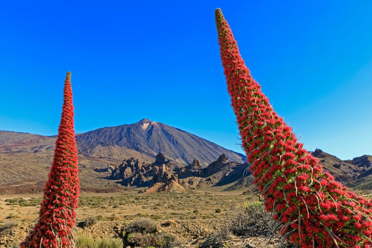 شقة سانتا كروز دي تينيريف  في Apto Drago Holidays المظهر الخارجي الصورة